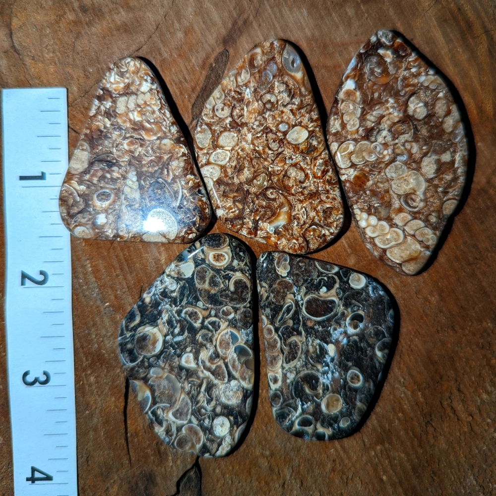 Fossil Cabochon's lot of 5
